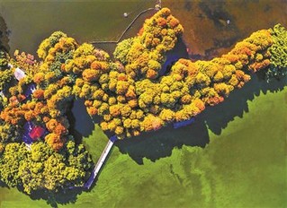 綠化養(yǎng)護(hù)廣州流花湖公園落羽杉林