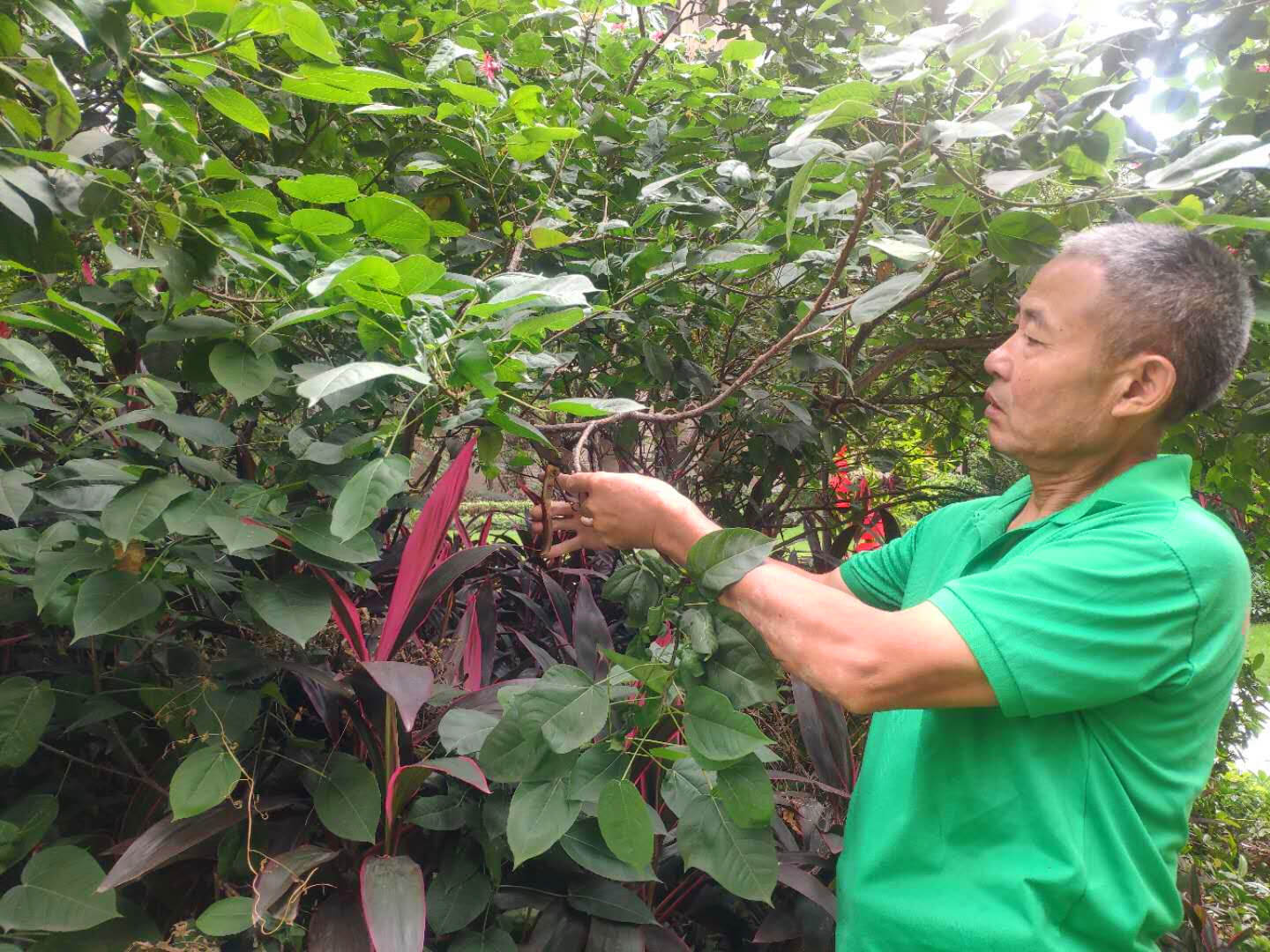 園林綠化養護植物的修剪造型工作
