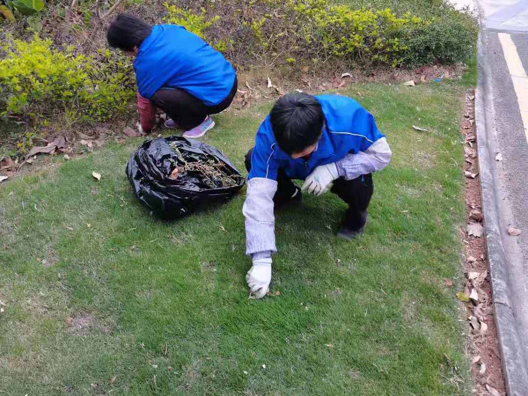 小區綠化養護地被的日常維護工作