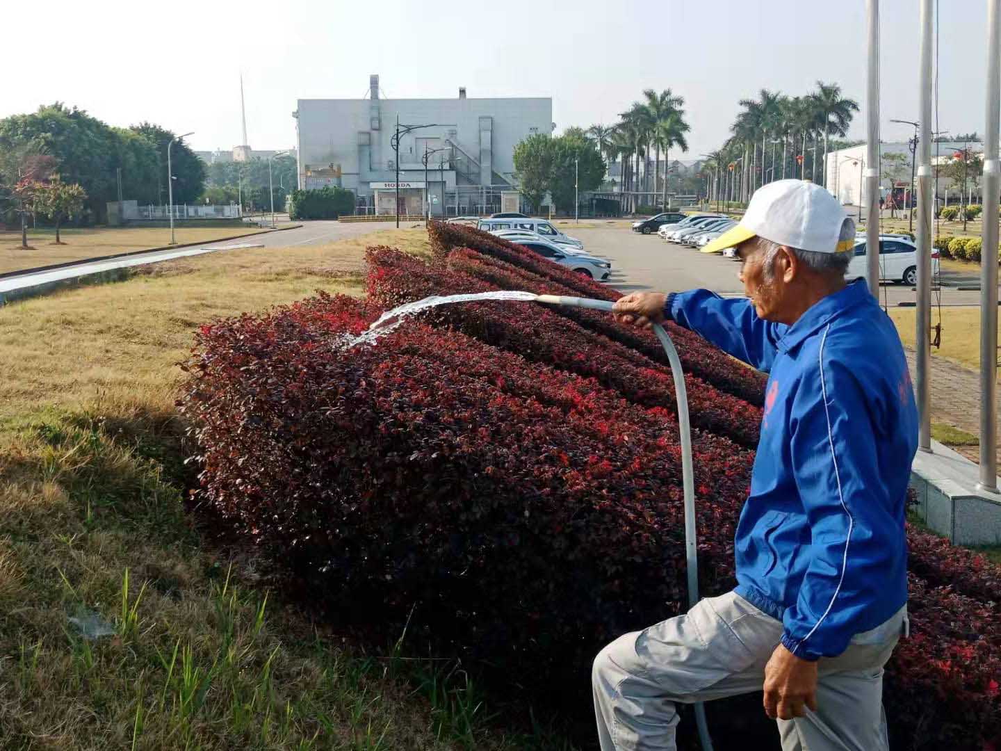 本田工廠綠化養護的澆水工作