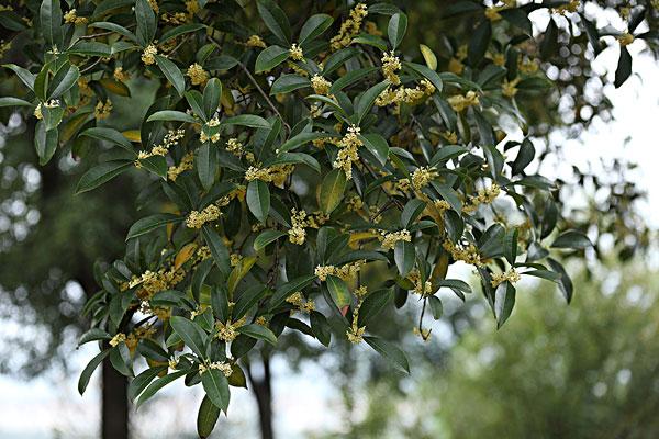 桂花的養(yǎng)護(hù)