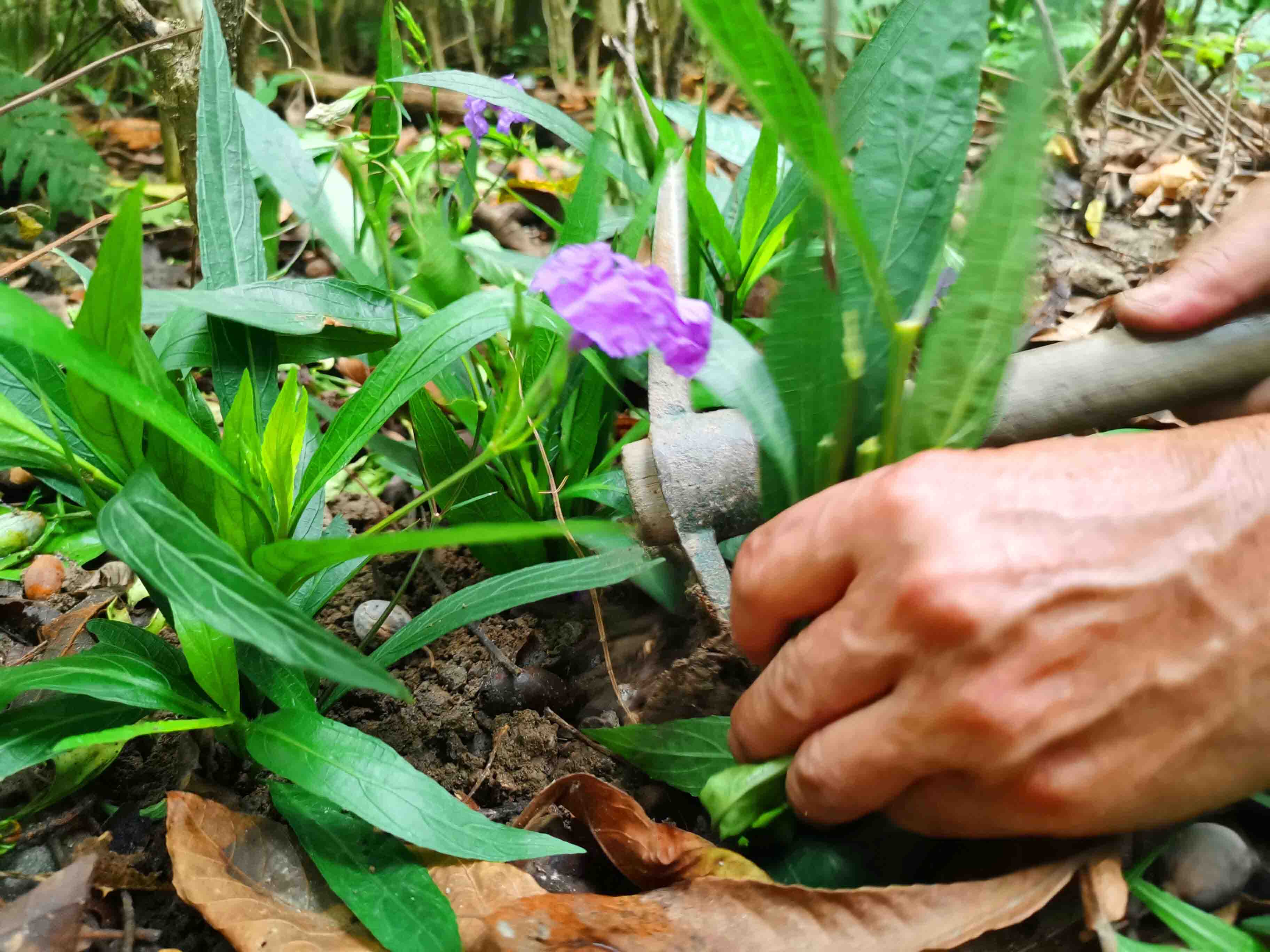 植物補植