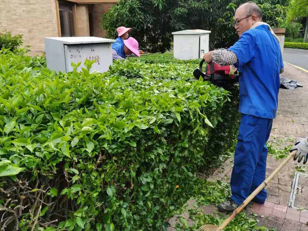 小區(qū)綠化養(yǎng)護修剪