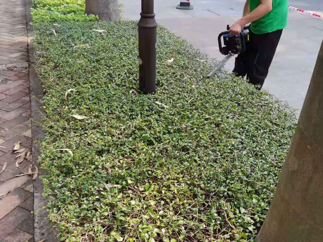 綠化帶修剪