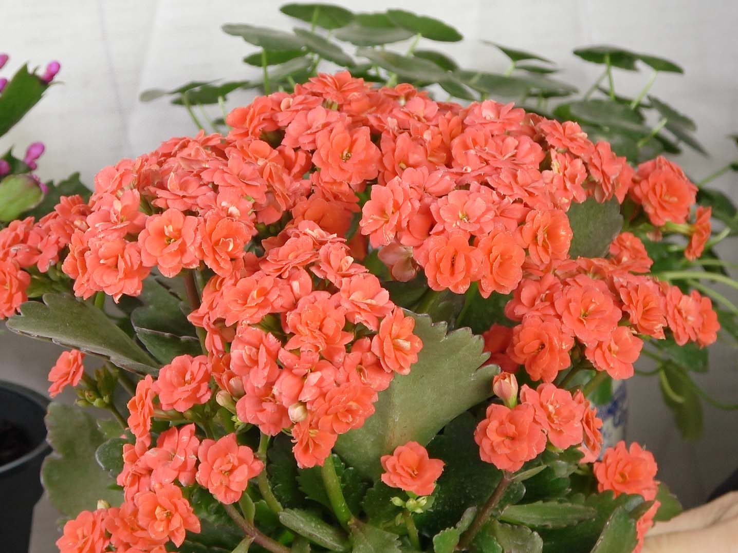 植物花卉養護