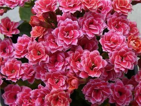 花卉的養護