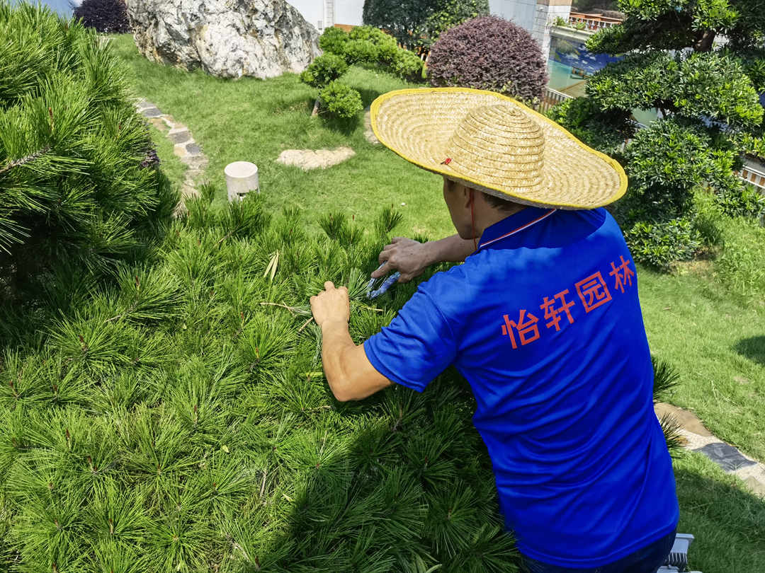 綠化養護修剪