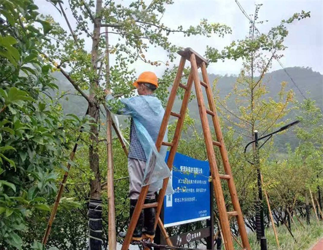 綠化公司工人加固苗木