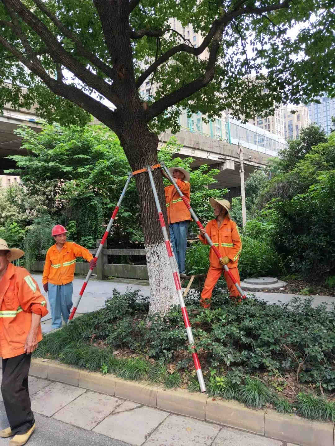 綠化養護苗木扶正
