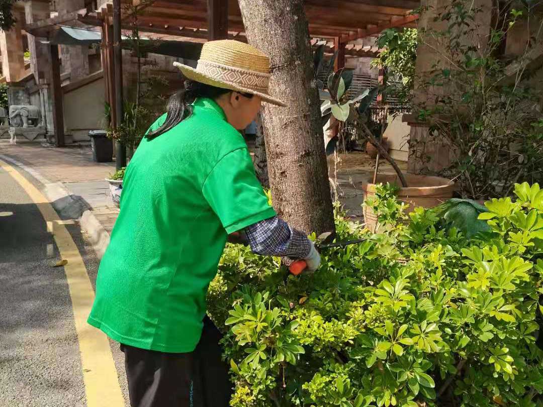 冬季綠化養護修剪