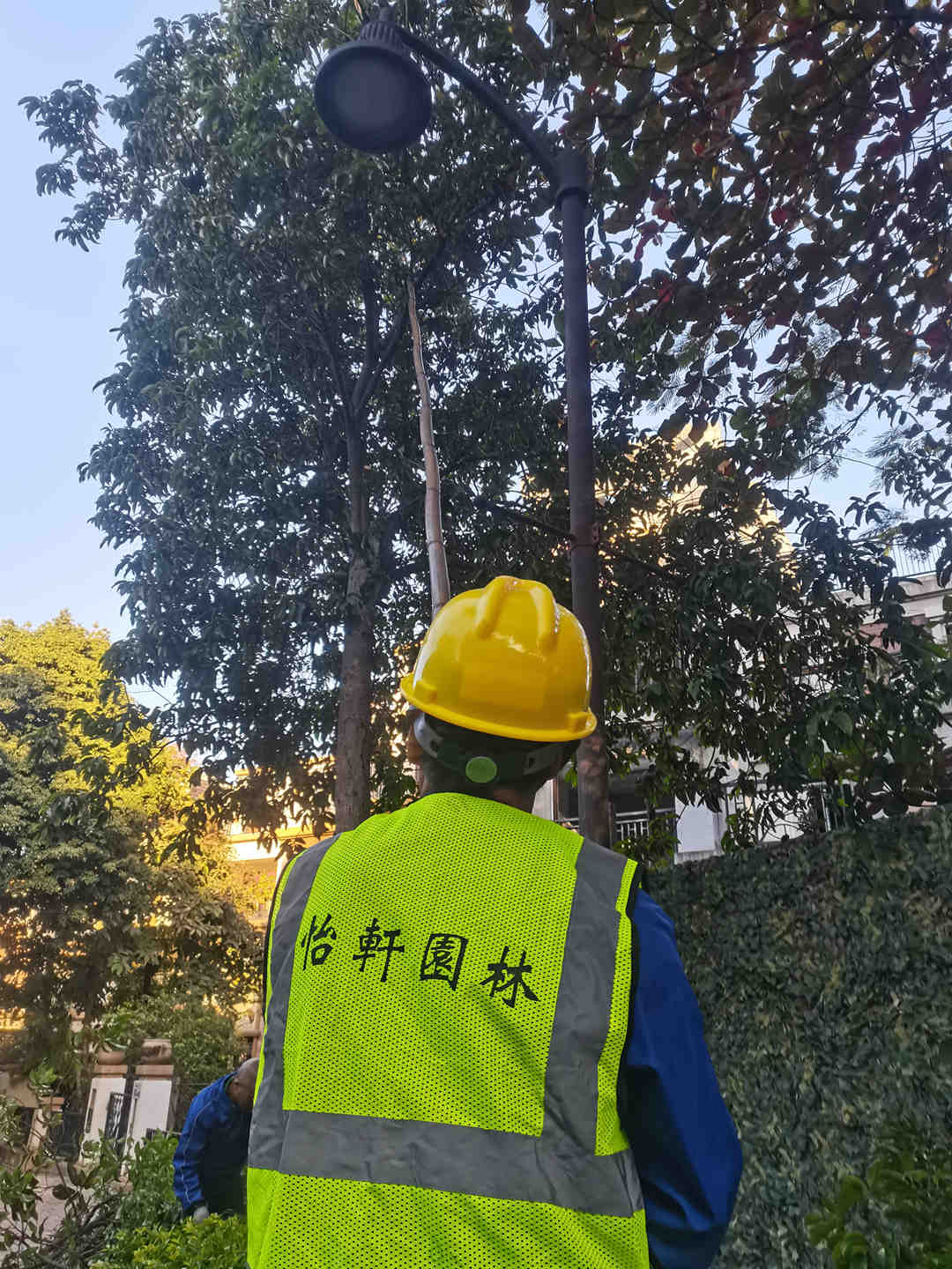 怡軒園林綠化公司工人對(duì)小區(qū)的大樹進(jìn)行修剪
