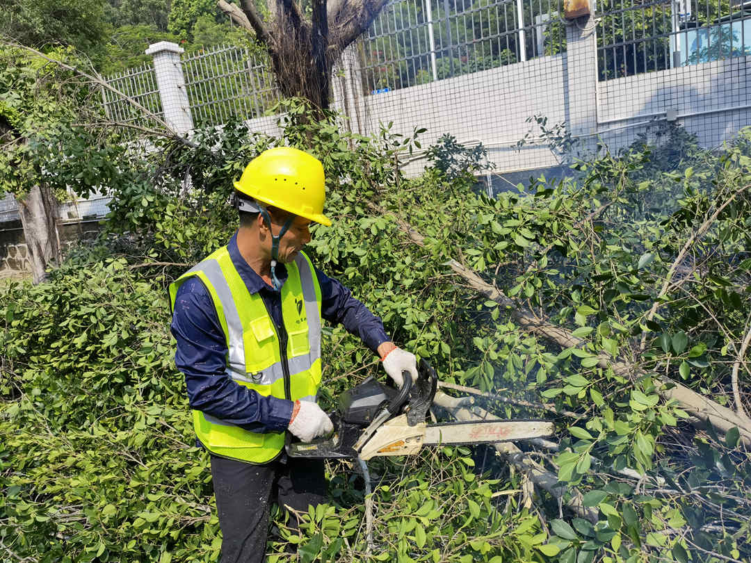 小區綠化養護大樹修剪枝條