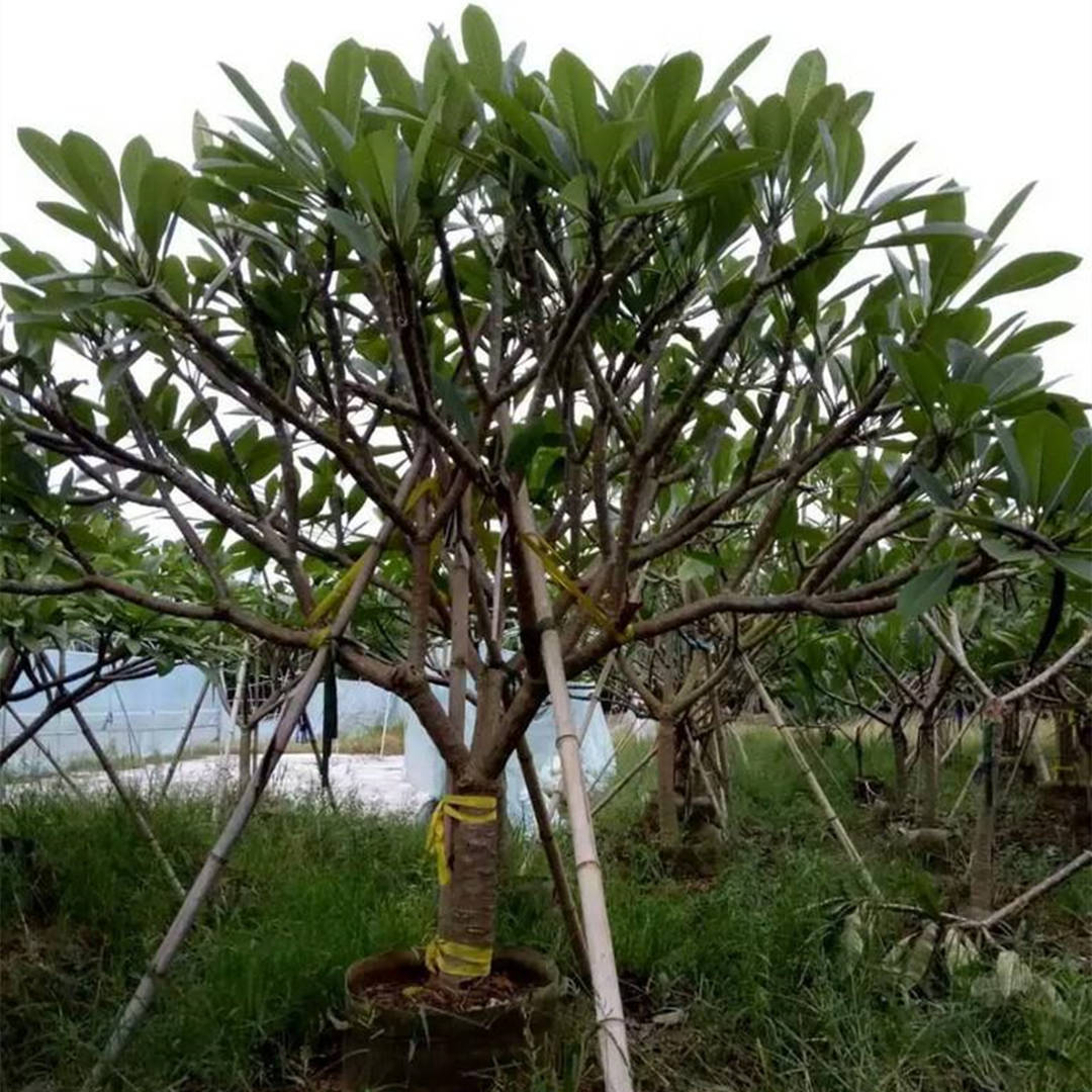 園林綠化工程耐干旱樹種