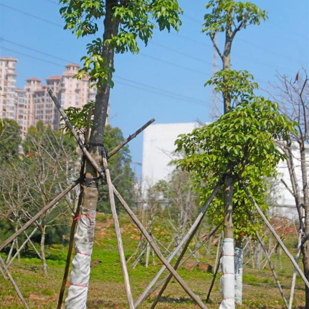 綠化苗木在園林綠化工程建設中的作用