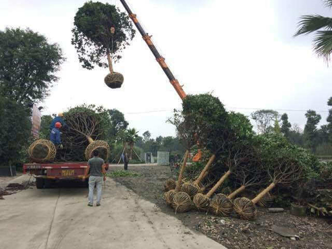 苗木基地移植園林綠化工程苗