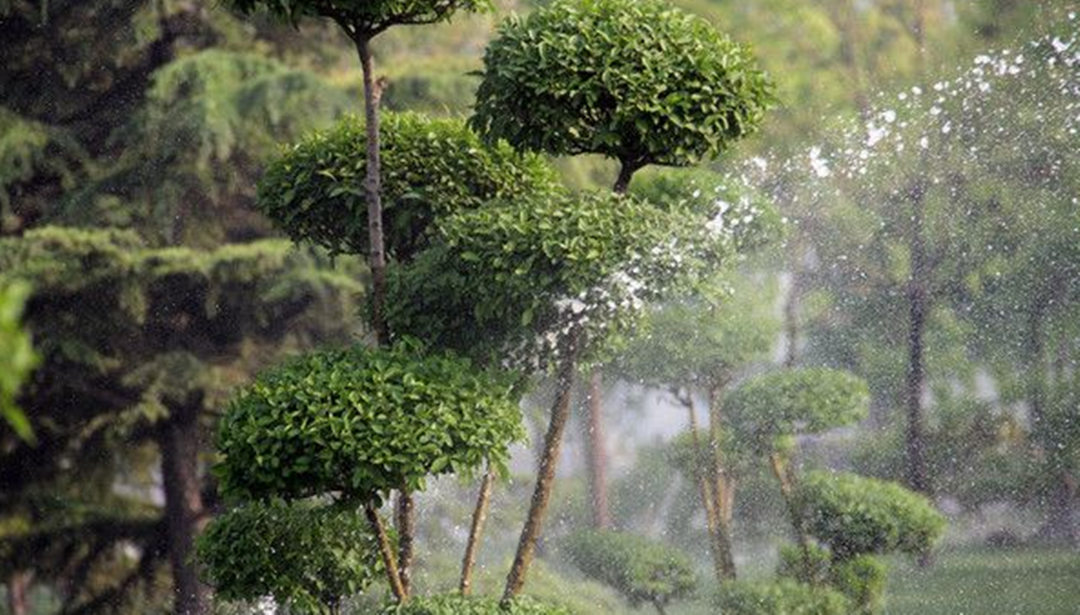 園林綠化養(yǎng)護過程中不同植物有著不同的澆灌技巧