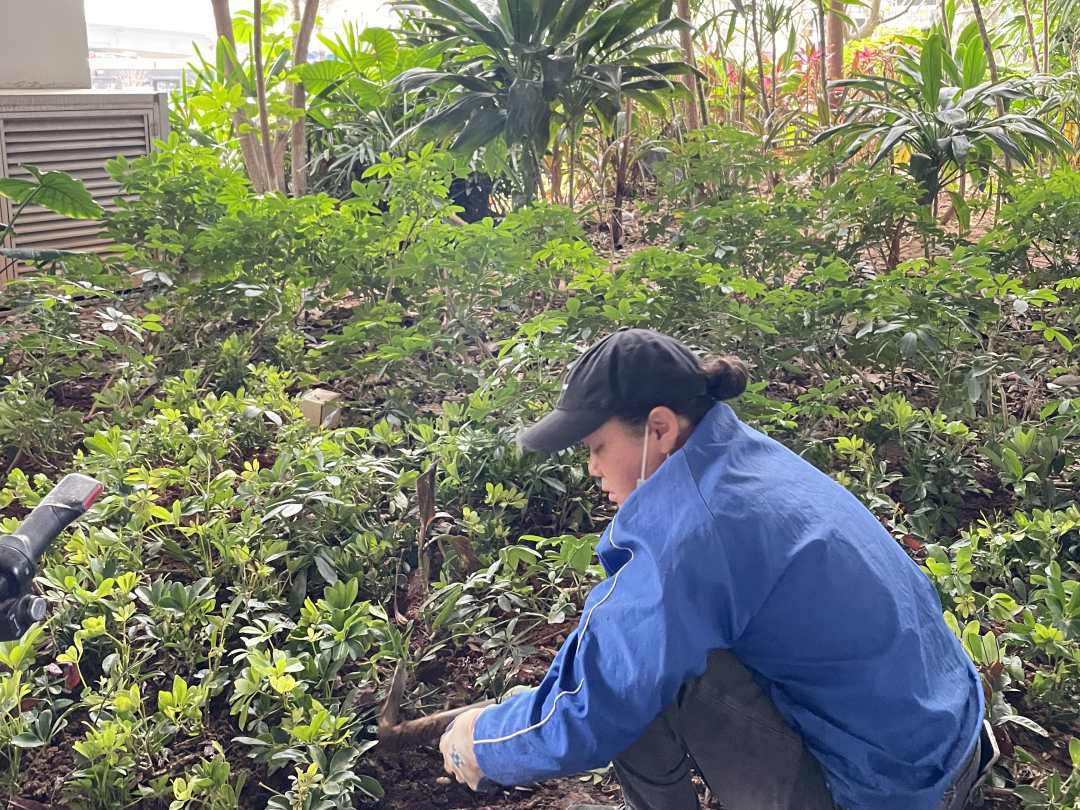 四月份園林綠化養護補植
