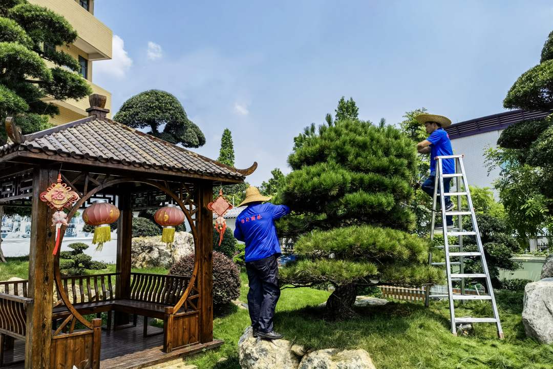 園林綠化養護修剪整形