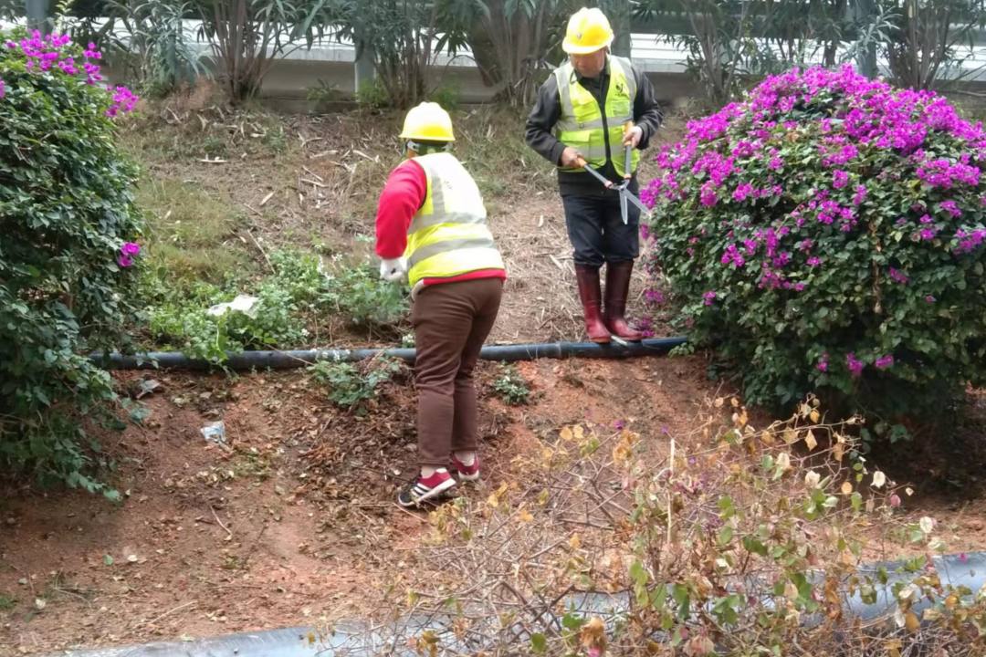 惠州綠色動力園區綠化養護清理修剪