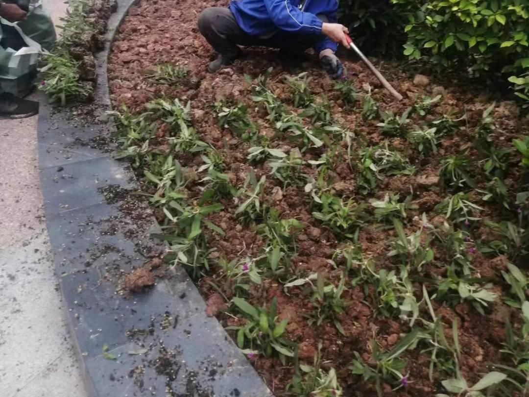 綠化養護補植