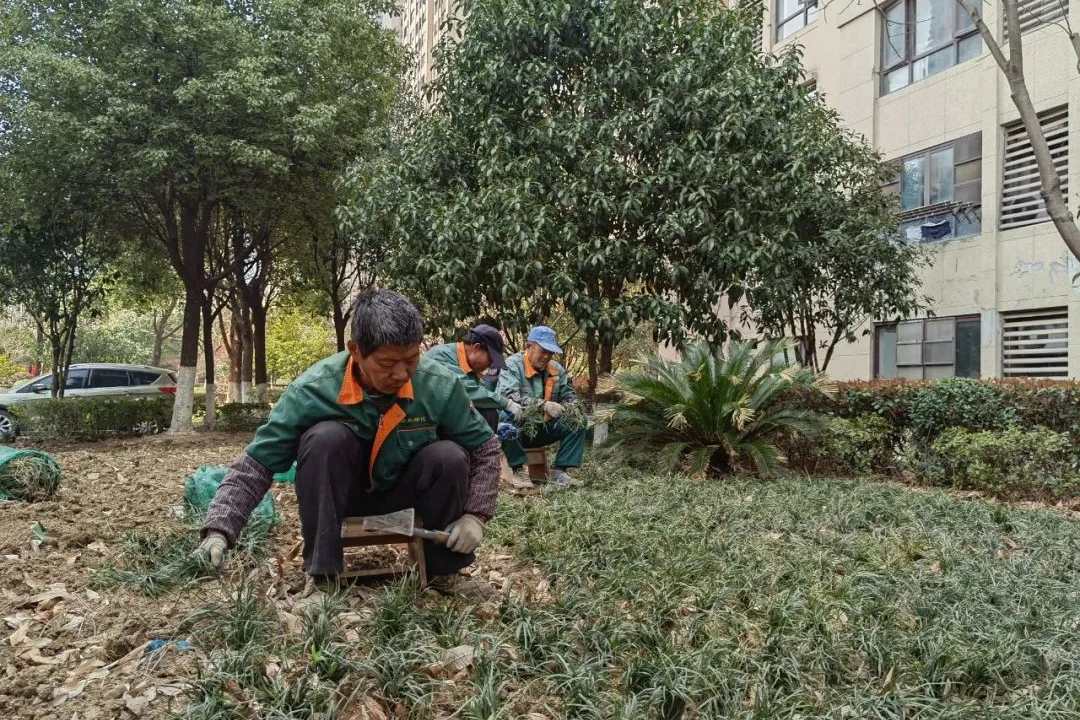 園林綠化養(yǎng)護工人進行春季植物補植