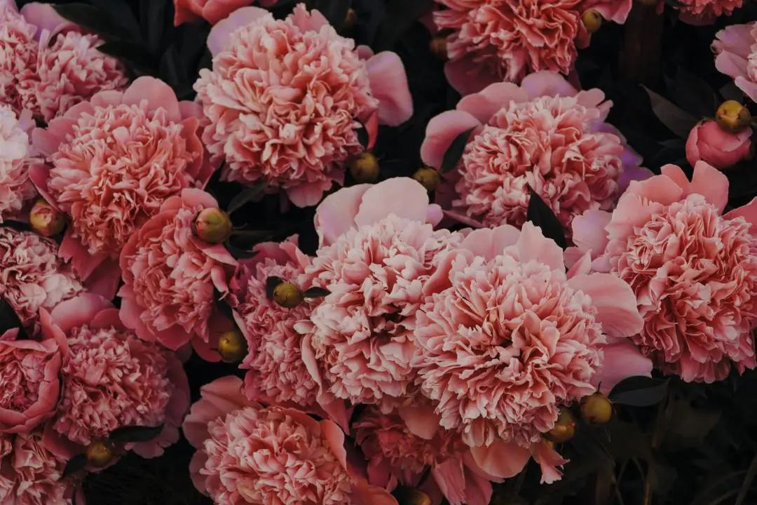 園林綠化公司：送母親的花，不只康乃馨