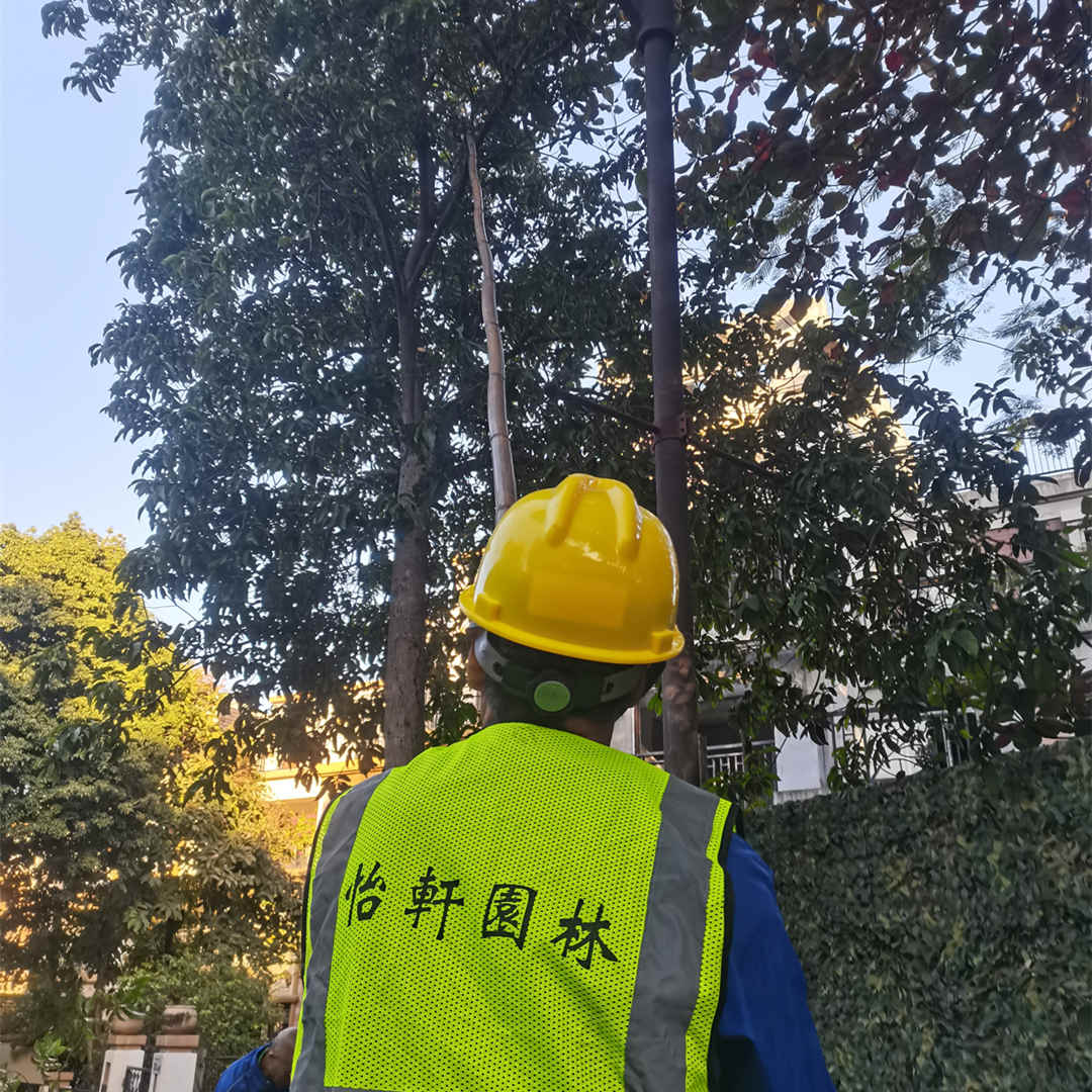 綠化養護修剪