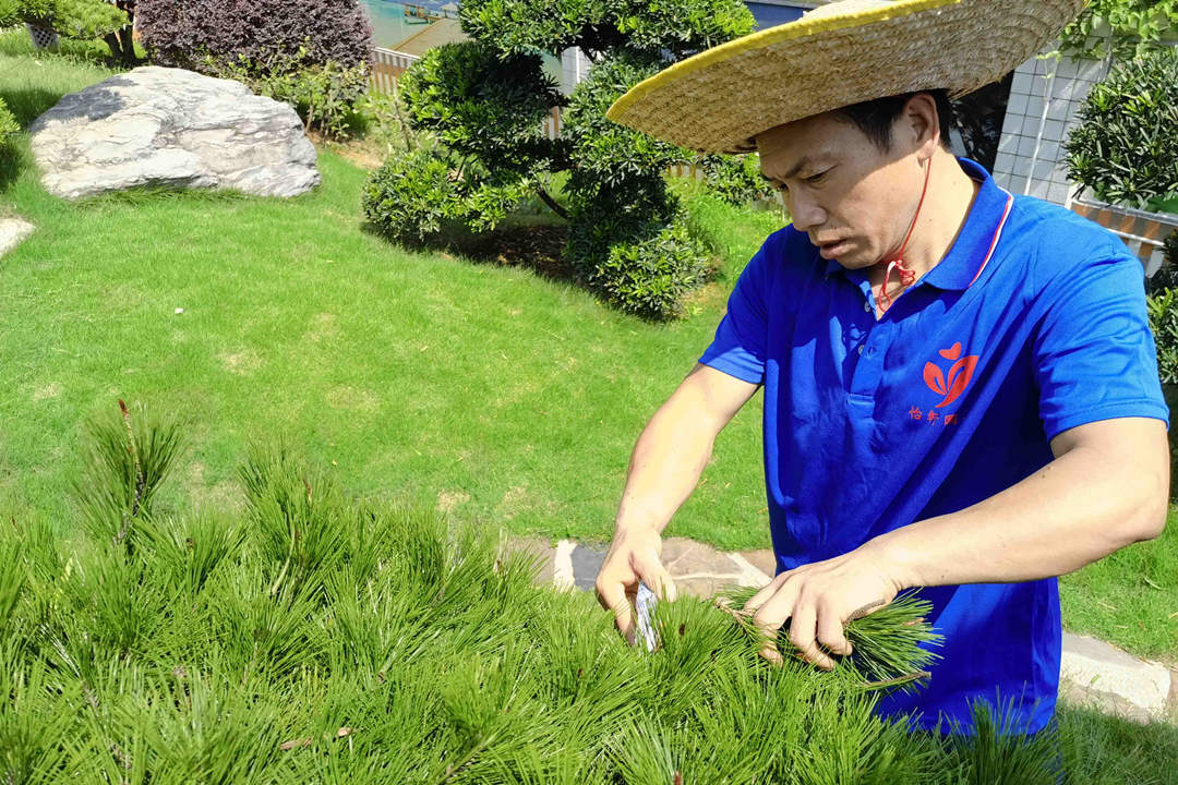 綠化養護修剪