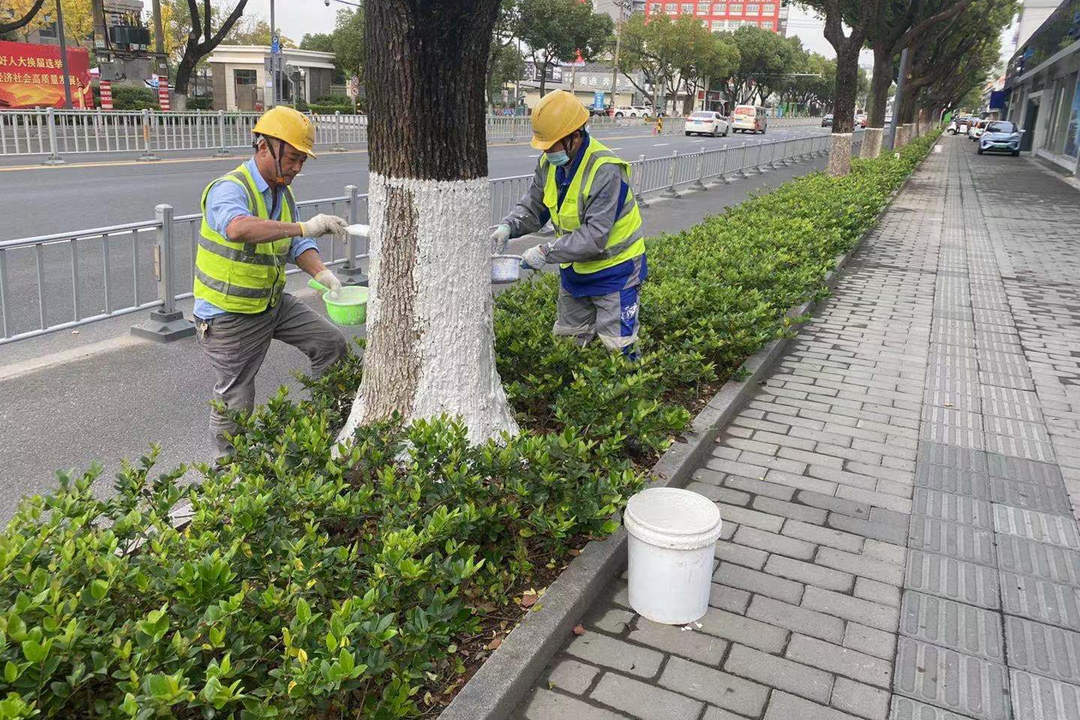 園林綠化養護涂白