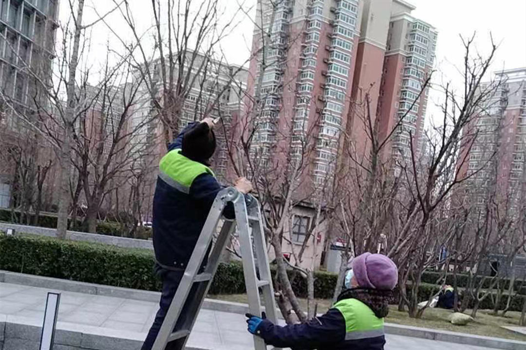 園林綠化養護修剪
