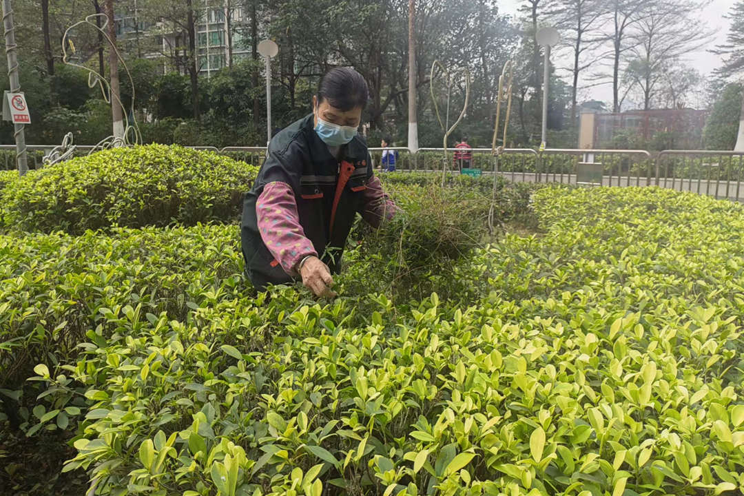 小區綠化養護清理枯枝
