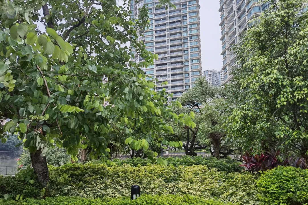 園林綠化工程鄉(xiāng)土植物的應用