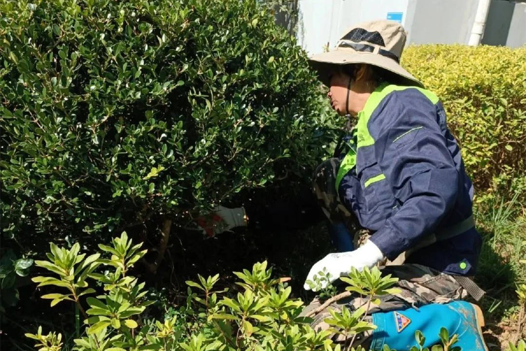 園林綠化養護清除雜草