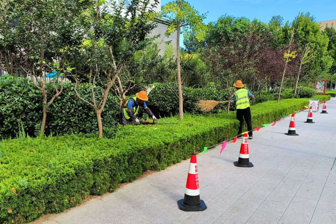 園林綠化養護修剪整形